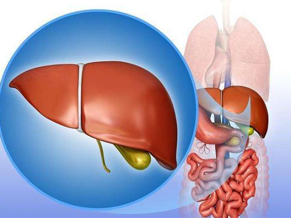 辅酶Q10可以保护肝脏