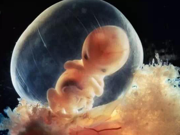两个胚胎都着床才有可能怀龙凤胎