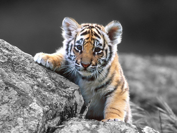 梦见老虎常被认为是生男孩的象征