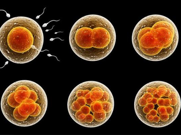 胚胎等级的三个数字意义不同