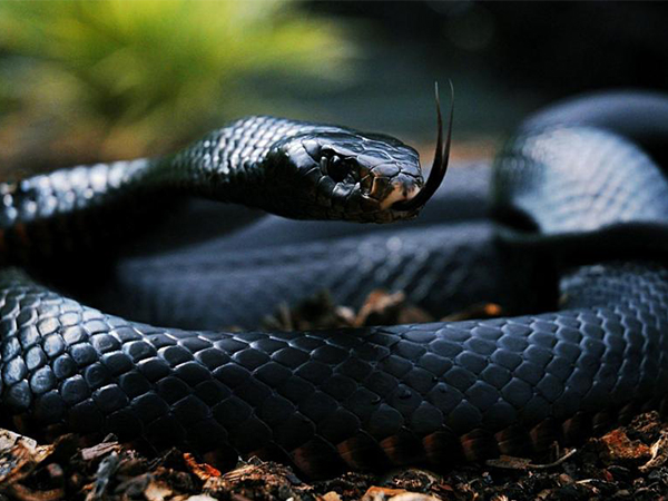 胎梦梦到黑蛇不一定是凶兆