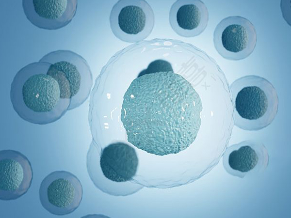 冻胚可以养囊或是直接移植