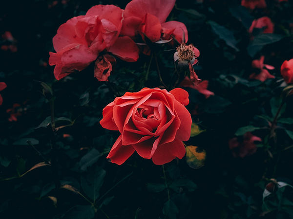 玫瑰花是爱情的象征