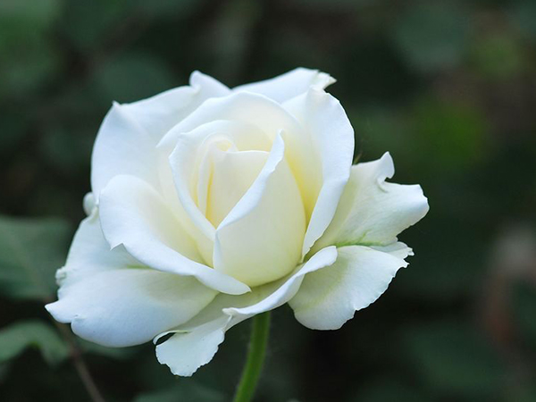 孕妇梦见白玫瑰是生女儿的预兆