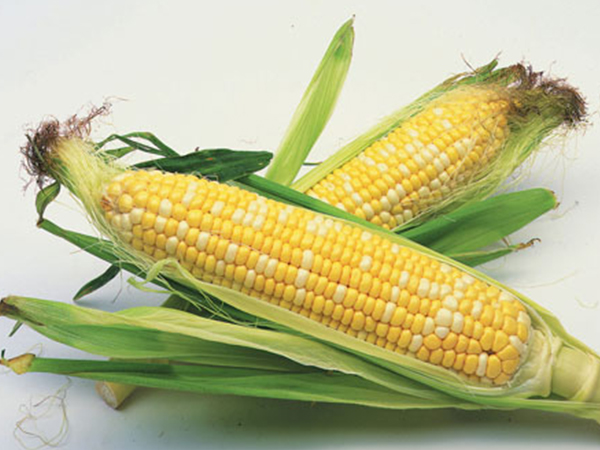 玉米是普罗大众都可以吃的食物