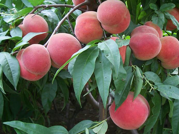 孕妇梦见成熟的桃子是吉兆