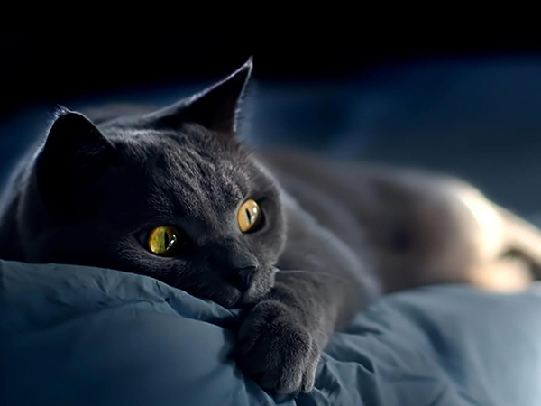 孕期梦到被黑猫咬是不好的征兆