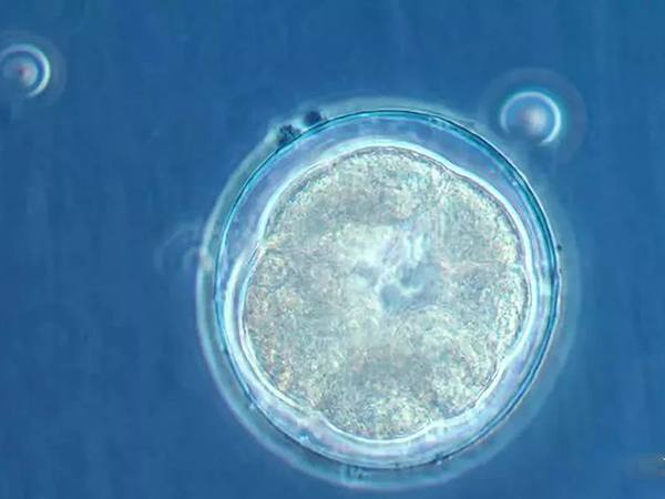 冻胚移植的成功率高于鲜胚移植