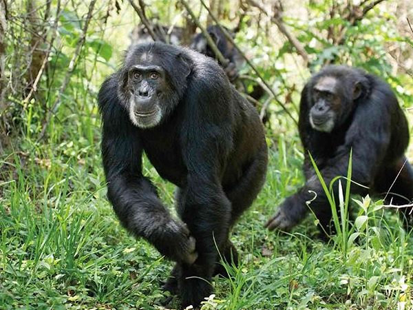猩猩象征着自然和智慧