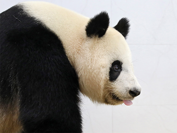 孕期梦见熊猫有很多种寓意