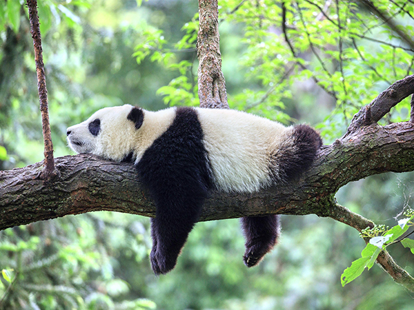 孕期梦到熊猫要生男孩