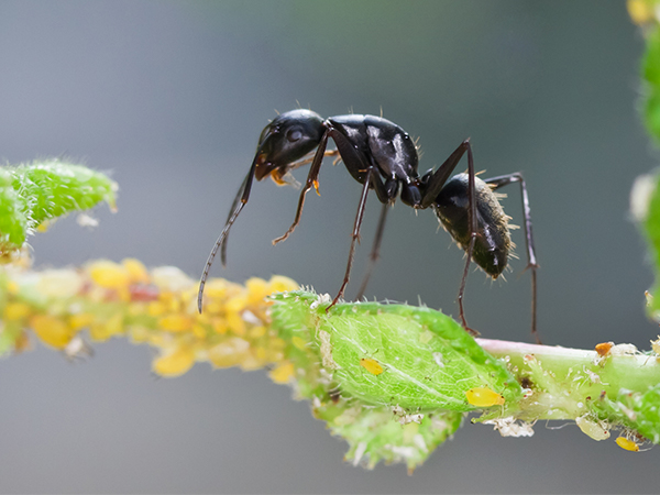 怀孕梦见蚂蚁表示母子健康