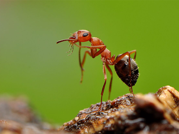 孕期梦到蚂蚁属于吉兆