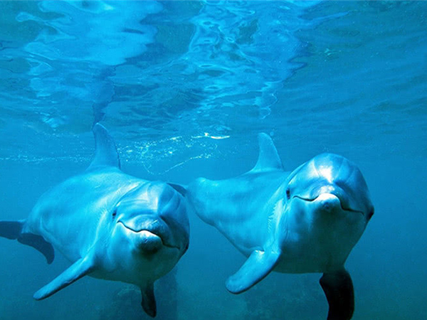 孕妇梦见海豚表示心情好