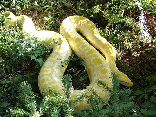 孕妇梦见蟒蛇属于吉兆