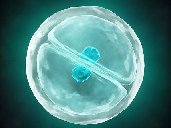 供精试管婴儿长相取决于遗传基因