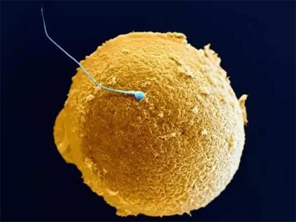 胚胎一般在移植后3~7天着床