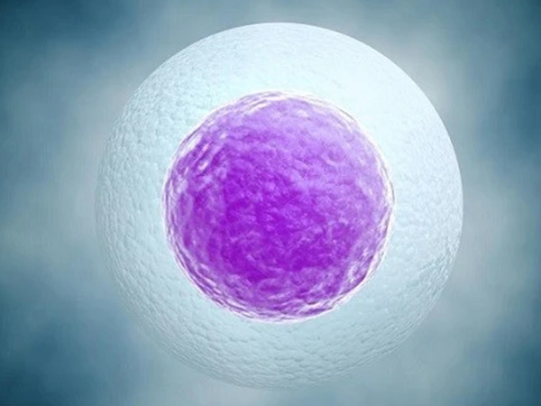 卵泡采集和捐卵：一般需要满足18个以上卵泡的要求 (卵泡采集和捐献的区别)