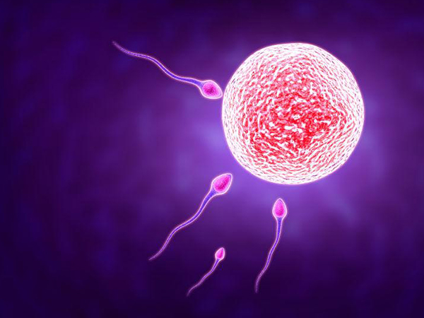精子和卵子不会造成21三体