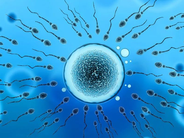 试管婴儿需卵泡发育成熟才可取卵