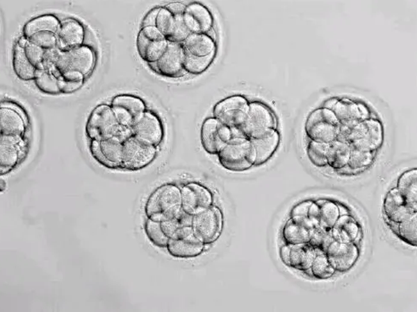 4AA的囊胚视为优质囊胚