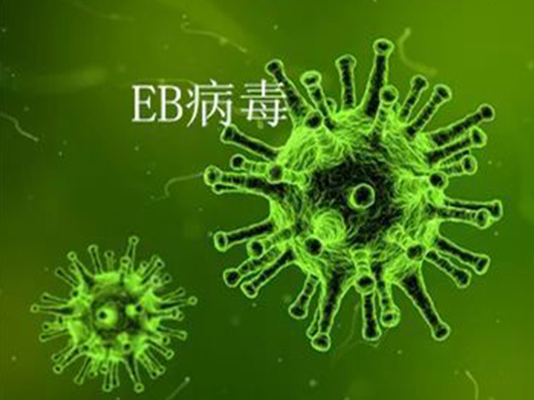 很多因素会引发eb病毒抗体阳性