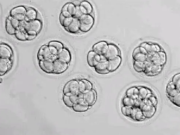 囊胚4bb和5bb相比哪個級別更高一些
