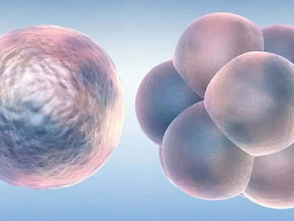 试管胚胎等级主要被分为4个等级