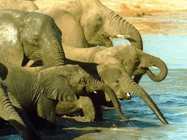 孕妇梦见大象预示会生个儿子