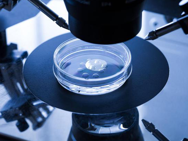 囊胚移植容易生儿子的说法不科学