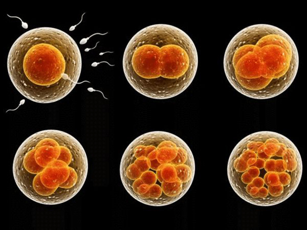 4aa囊胚属于适合移植的优质胚胎