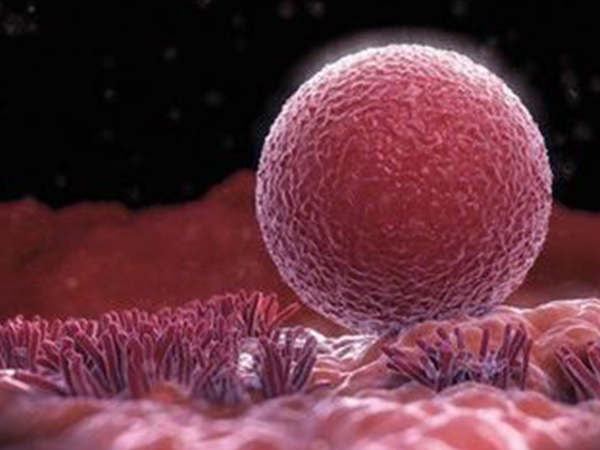 激素分泌正常是鲜胚移植的前提