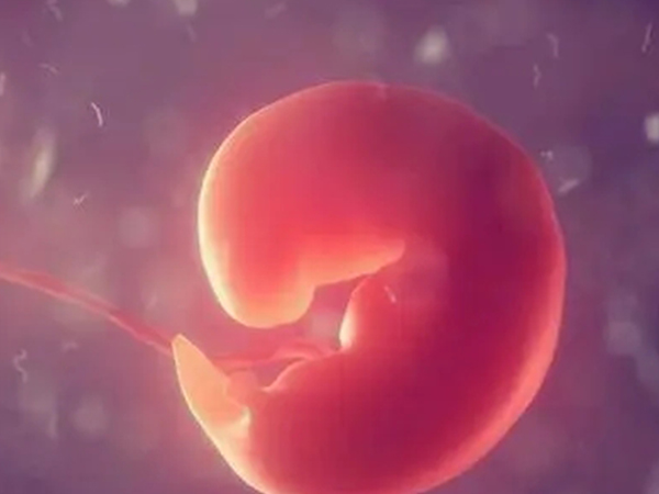 胎心胎芽的生长需要蛋白质