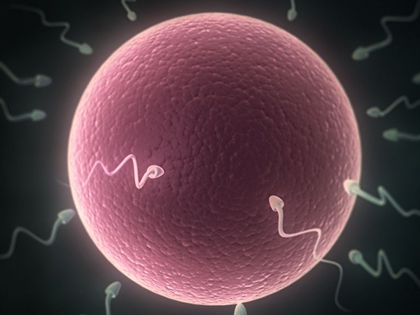 5天的4bb囊胚生男生女的概率相同