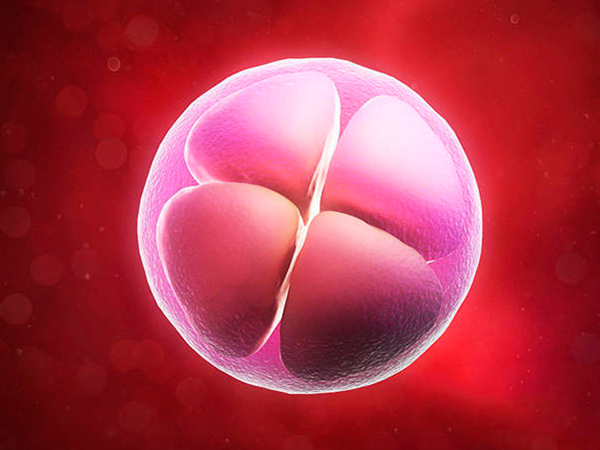 养囊成功率取决于精子卵子的质量