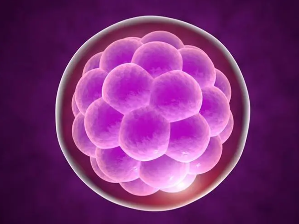 囊胚培养对医生的技术要求很高