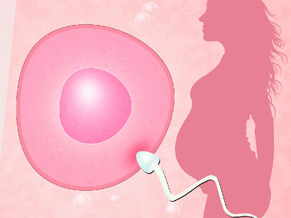 自我调理可以胚胎质量上升
