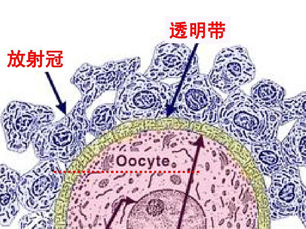 而有部分女性却了解到卵子是由由放射冠,透明带,卵细胞膜,卵细胞质