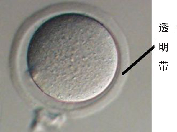 透明带可以阻隔异种精子授精