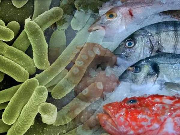 海鲜中常含有创伤孤菌