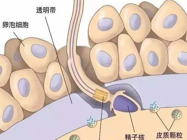 透明带是卵子的保镖