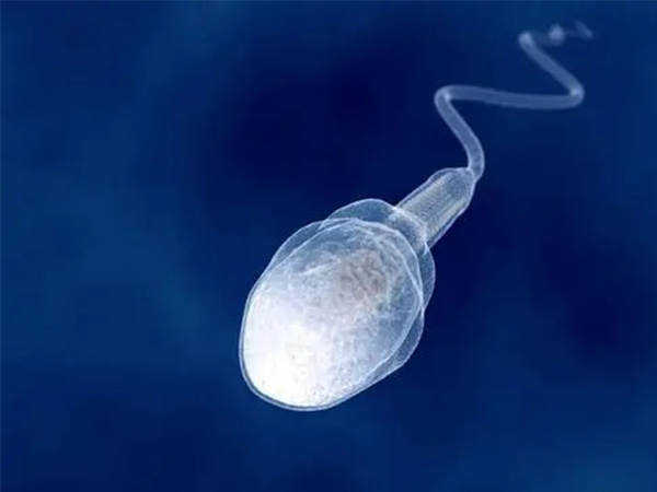 精子活力过强会导致多精入卵