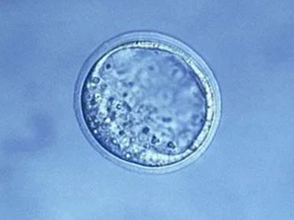 囊胚第一个数字代表发育的快慢