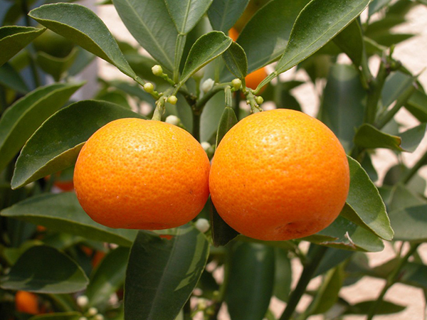 橘子中富含丰富的叶酸