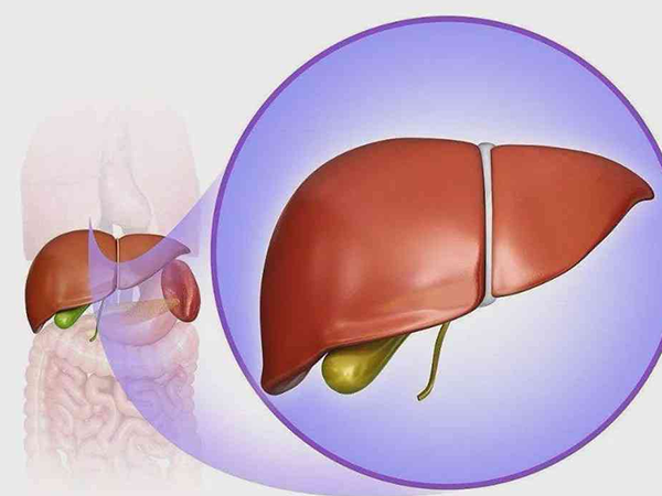总胆汁酸偏高主要原因是肝脏病变