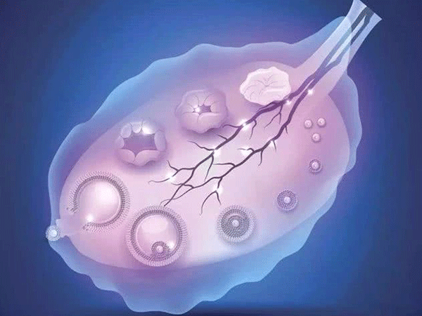 卵泡发育成熟时间受月经周期影响