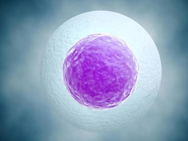 月经第11天是女性检查卵泡的最佳时间