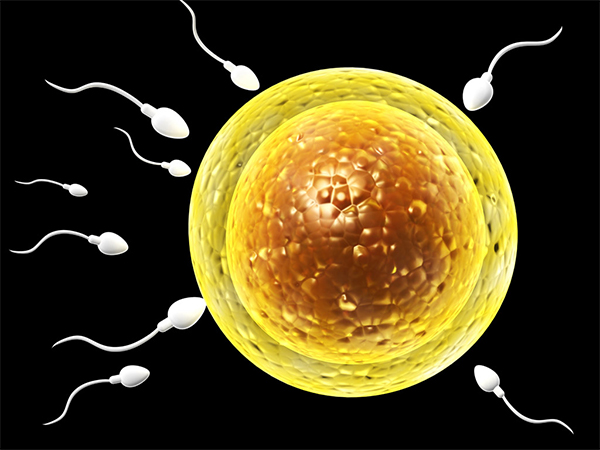 精卵质量会影响怀双胎的几率