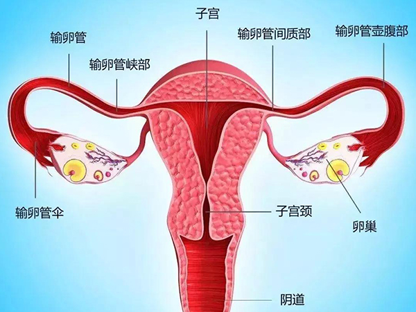 输卵管检查最常用输卵管造影