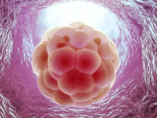 影响胚胎着床的原因有很多